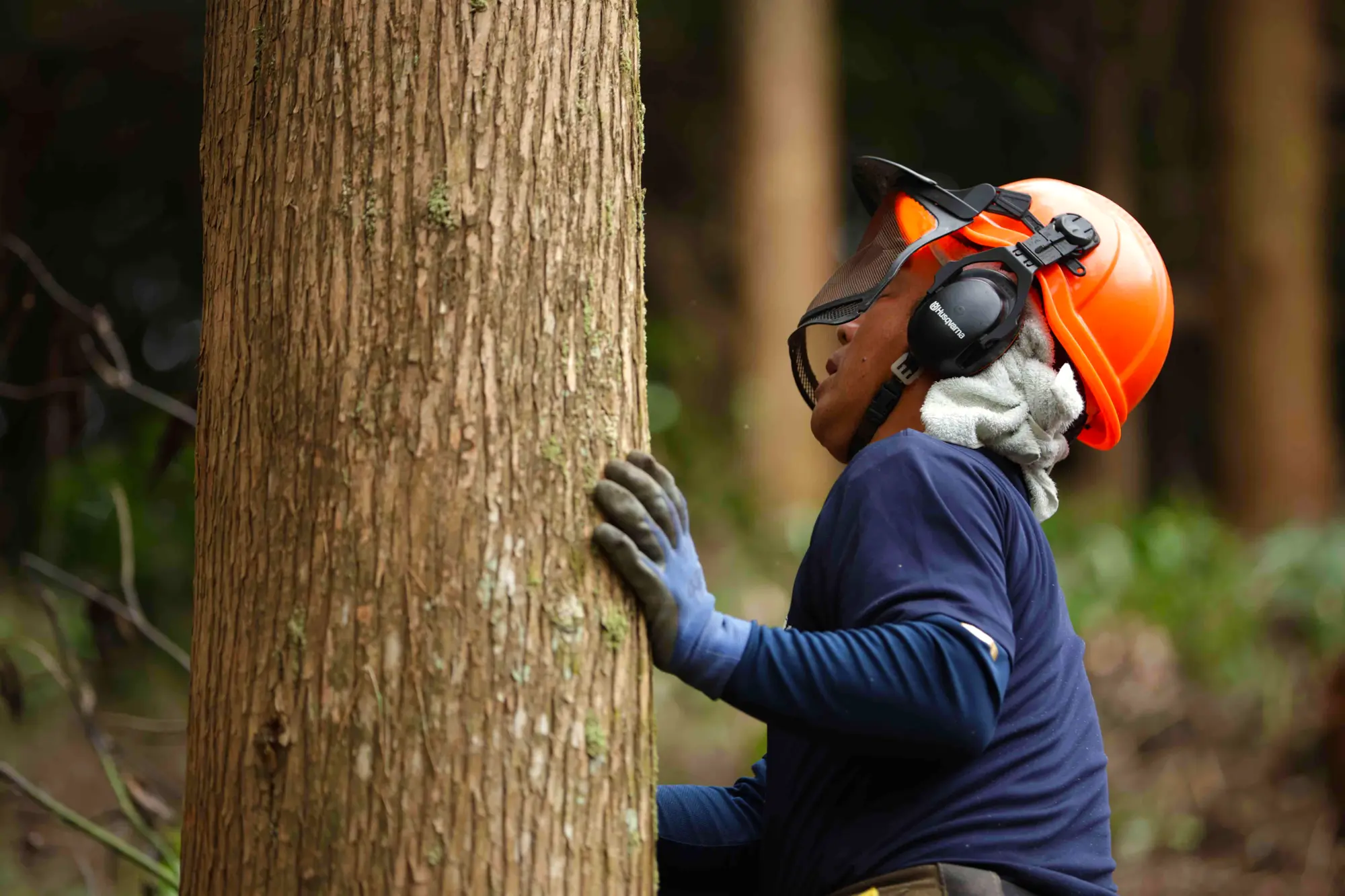 木の伐倒は一気に伐るのではなく、倒れる方向や角度を確認しながら慎重に進める。