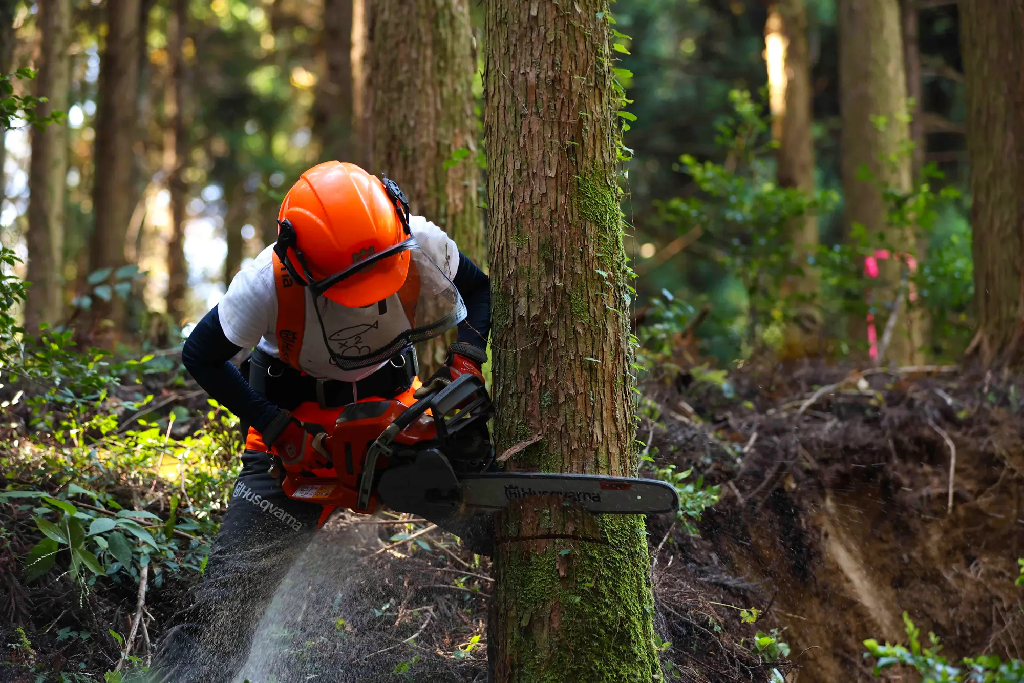 最近になって現場でも木を伐らせてもらえるようになった美山さん。先輩たちに見守られながら経験を積んでいる。